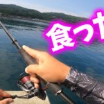 高級魚連発‼堤防から大型イサキとヒラスズキ!?