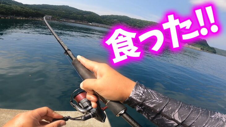 高級魚連発‼堤防から大型イサキとヒラスズキ!?