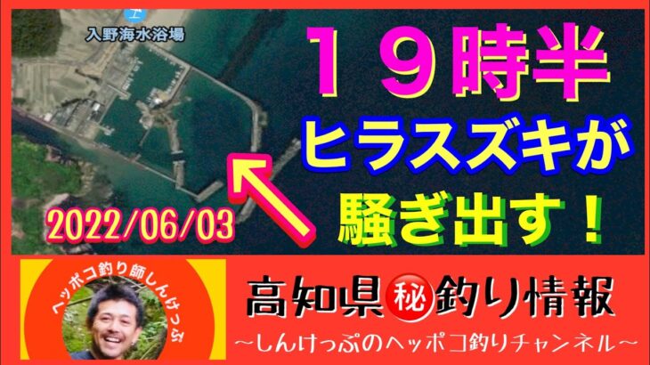 【高知県㊙️釣り情報】１９時から暴れ出すヒラスズキを追って！釣れたけどなんかおかしい（泣）