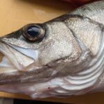 【天草の釣り／牛深】サビキでヒラスズキ釣れちゃいました