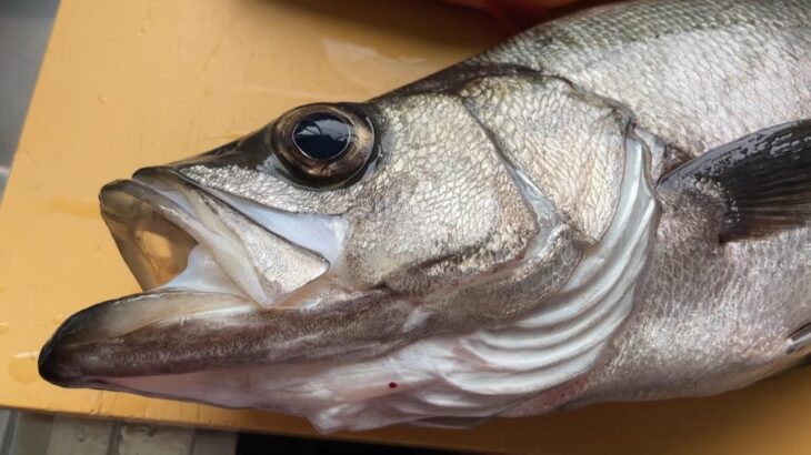 【天草の釣り／牛深】サビキでヒラスズキ釣れちゃいました