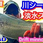 yasu 初夏【シーバス釣り】小規模河川/2022年6月sea bassFishing