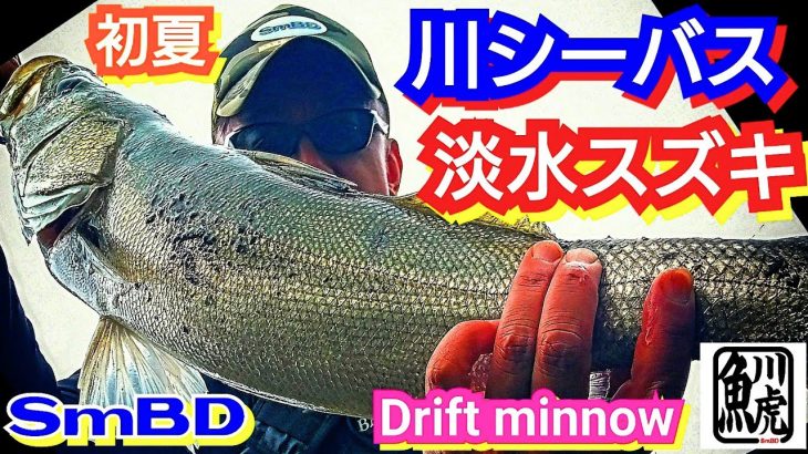 yasu 初夏【シーバス釣り】小規模河川/2022年6月sea bassFishing