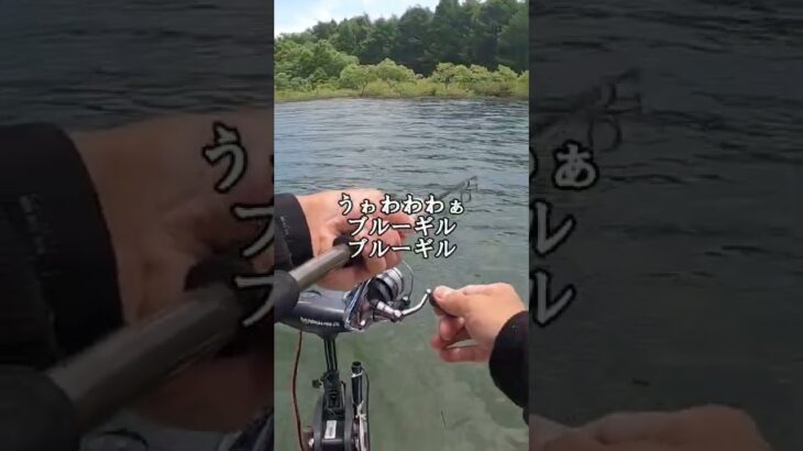 変なアタリだなぁと思ったら、、、#shorts #釣り #fishing