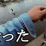 対岸のボイルを撃つ　―　涸沼川・涸沼シーバス　―　やまいぬ