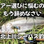 旧北上川シーバスいっぱい釣れてるよ〜