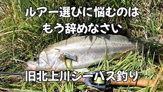 旧北上川シーバスいっぱい釣れてるよ〜