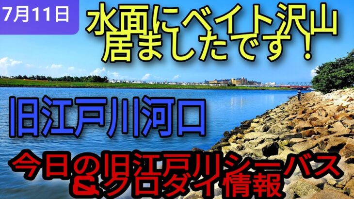 今日の旧江戸川シーバス情報