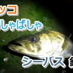 イナッコばしゃばしゃ シーバス釣り【2022年7月27日】