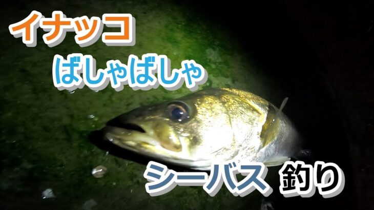 イナッコばしゃばしゃ シーバス釣り【2022年7月27日】