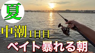 【シーバス釣り】8月上旬、夏のリバーシーバスを狙いに東京湾奥へ。中潮の1日目、下げにエントリーしたら大量のベイトがいた。