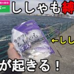 【神奈川県某所】検証！業務スーパーのししゃもで魚は釣れるのか？真夏の8月上旬、関東地方の三浦半島の東京湾側に面した釣り場で、激安の冷凍ししゃものみを餌にして釣りしてみたら…！【2022.08.05】