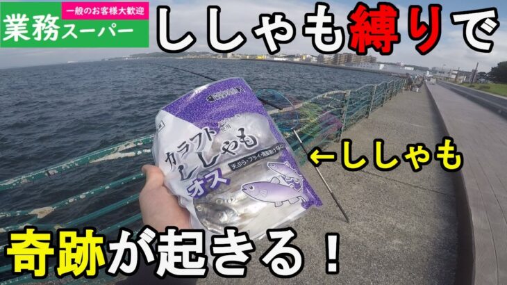 【神奈川県某所】検証！業務スーパーのししゃもで魚は釣れるのか？真夏の8月上旬、関東地方の三浦半島の東京湾側に面した釣り場で、激安の冷凍ししゃものみを餌にして釣りしてみたら…！【2022.08.05】