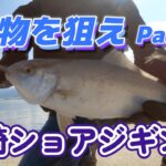 青物を狙え Part2／長崎ショアジギング