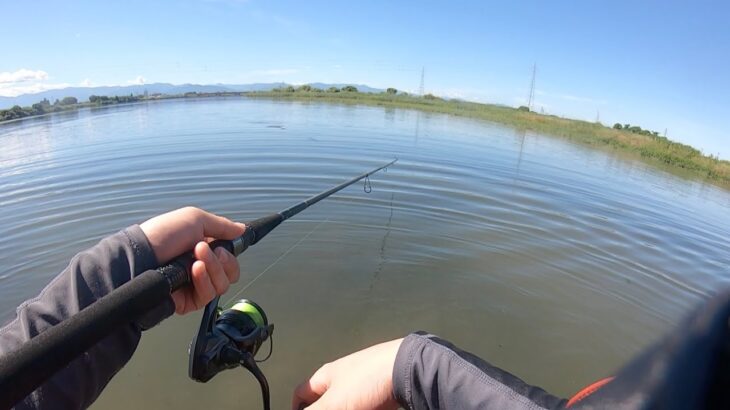 【富山帰省シーバス釣行】真夏のデイシーバスを狙って暑い夏はウェーディング！！