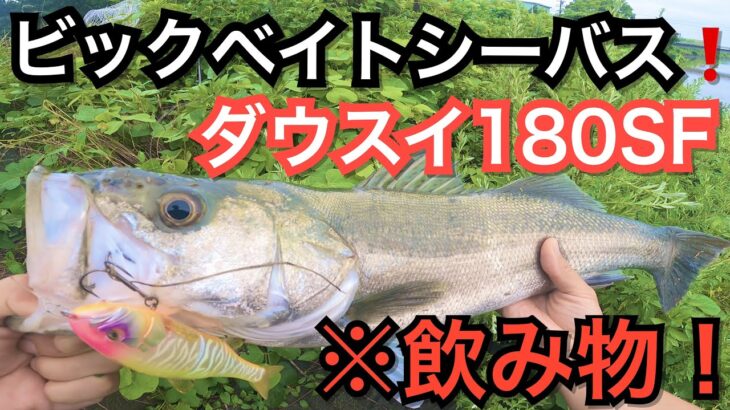 【ビックベイト】ダウズスイマーは本当に飲み物だった‼︎シーバス強烈バイト‼︎