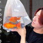 【閲覧注意】凶暴すぎる古代魚のトレーニングで巨大金魚を入れた結果…