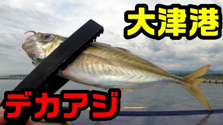 茨城県大津港でデカアジが釣れてるらしい