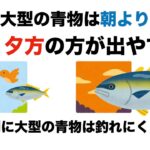 大型の青物は朝マズメより昼、夕マズメの方が出やすい。その理由とは