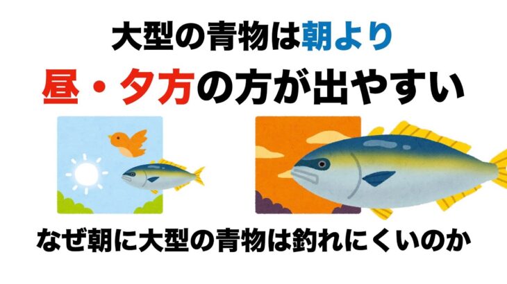 大型の青物は朝マズメより昼、夕マズメの方が出やすい。その理由とは