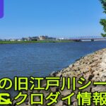 今日の旧江戸川シーバス情報は風が強く、暑いです！