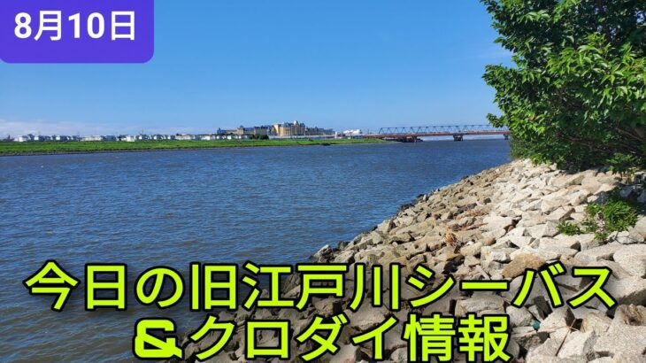 今日の旧江戸川シーバス情報は風が強く、暑いです！