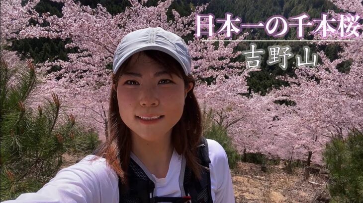 【吉野山】日本一の桜の名所で食べ歩き登山【絶景映像】