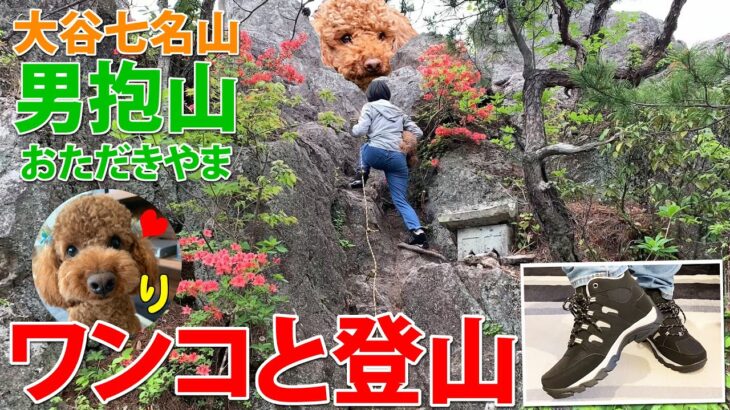 ワンコと登山！娘に登山靴を買ったので大谷七名山の男抱山を登ってみた！【トイプードル・MOUNTEK・登山犬】