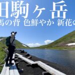 【登山】秋田駒ヶ岳 絶景危険な馬の背ルート 色鮮やか美しい新花の百名山