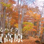 【夫婦登山】紅葉の志賀高原をゆるハイク