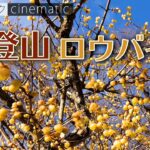 宝登山　ロウバイ　蝋梅　ライトアップ　シネマティック　Hodosan Wintersweet　cinematic　2023【 4K 】