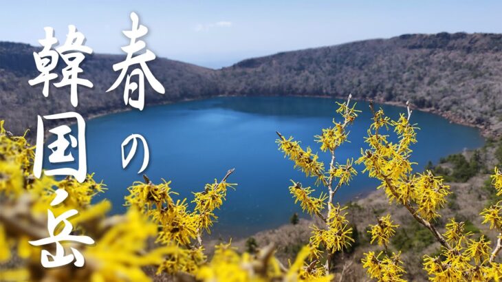 【登山】日帰りで満喫できる春の韓国岳！マンサクが見頃です♪