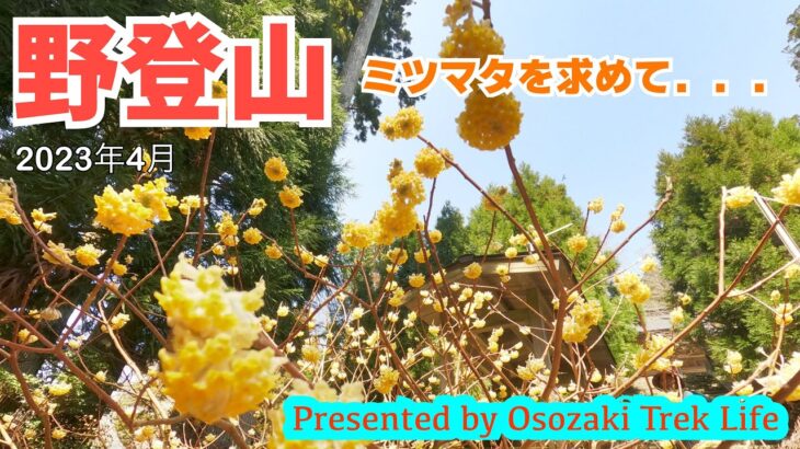 【野登山 登山】ミツマタを求めて．．．　2023年4月