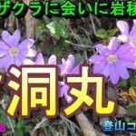 【登山】コイワザクラに会いに岩稜を行く 檜洞丸