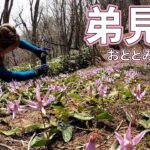 【登山】カタクリの花を愛でに弟見山へ！｜徳佐八幡宮と大道理の桜
