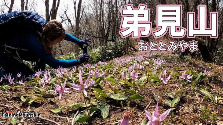 【登山】カタクリの花を愛でに弟見山へ！｜徳佐八幡宮と大道理の桜