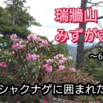 【瑞牆山】シャクナゲに囲まれた登山道〜岩場を登る【みずがきやま】〜6月初旬〜