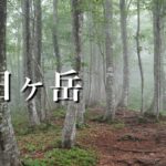 【大日ヶ岳】霧雨の森と山の花。日帰り登山。(岐阜県)