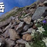 花の北岳【盛夏登山】2023.07.17