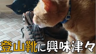 ＃226 登山靴に興味津々な茶トラ猫