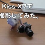 EOS Kiss X7 で動画撮影してみた。