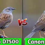Nikon D7500 VS Canon EOS 80D DSLR Camera Comparison|Nikon D7500 Review|Canon EOS 80D review/