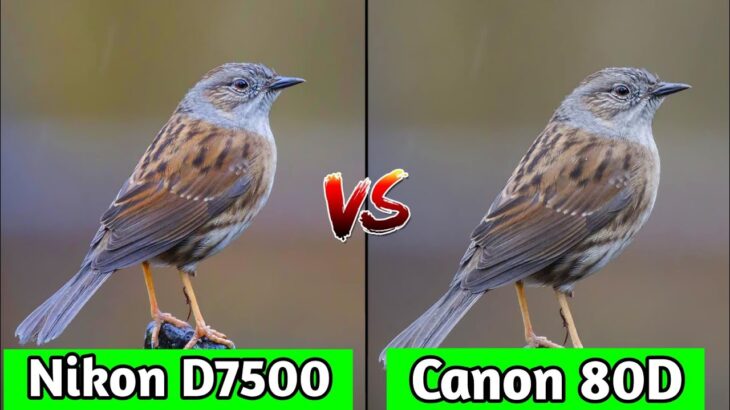 Nikon D7500 VS Canon EOS 80D DSLR Camera Comparison|Nikon D7500 Review|Canon EOS 80D review/