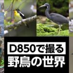 Nikon D850で撮る野鳥の世界 4KUHD｜ニコン