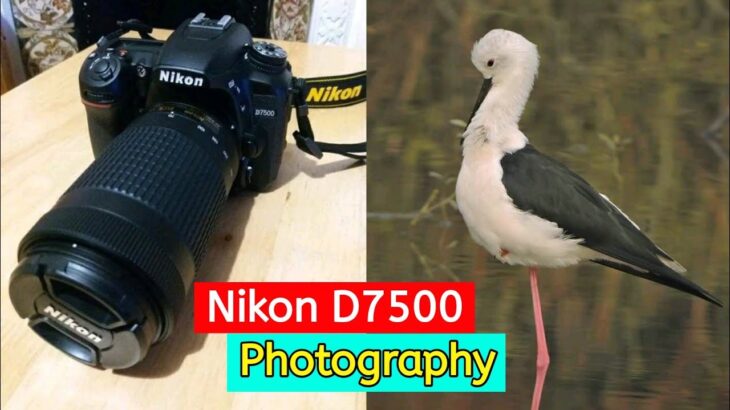 Nikon D7500 DSLR Camera Photography 18mm-140mm Lens/Nikon D7500 DSLR Camera Review,4K Video Test