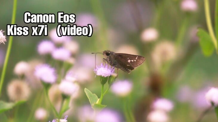 Video Test  Canon Eos Kiss x7i