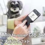 【今すぐできる！】Adobe Lightroomで仕上げる★カンタン愛犬おうちフォト【初級編】