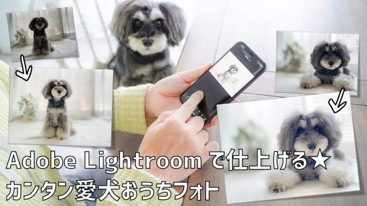 【今すぐできる！】Adobe Lightroomで仕上げる★カンタン愛犬おうちフォト【初級編】