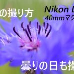 D7500 曇りの日のお花の撮り方（マクロ、超広角、標準ズーム）