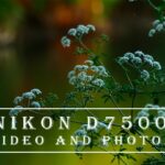 Shooting Videos with the Nikon D7500 – with 600mm lens.